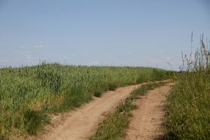 A dirt road runs through tall green grass under a clear blue sky with a few small clouds.