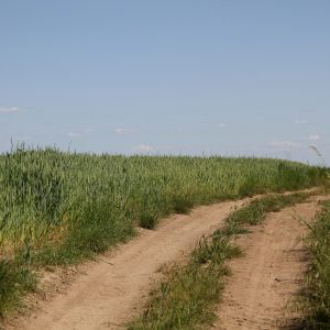 A dirt road runs through tall green grass under a clear blue sky with a few small clouds.